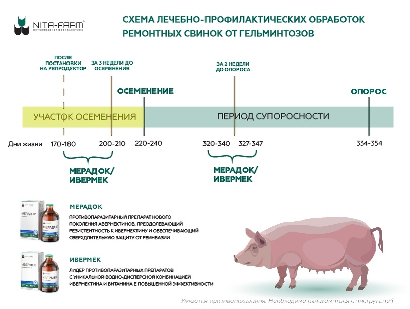 Схема лечебно-профилактических обработок ремонтных свинок от гельминтозов
