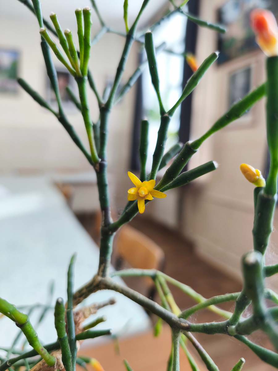 Хатиора солеросовая