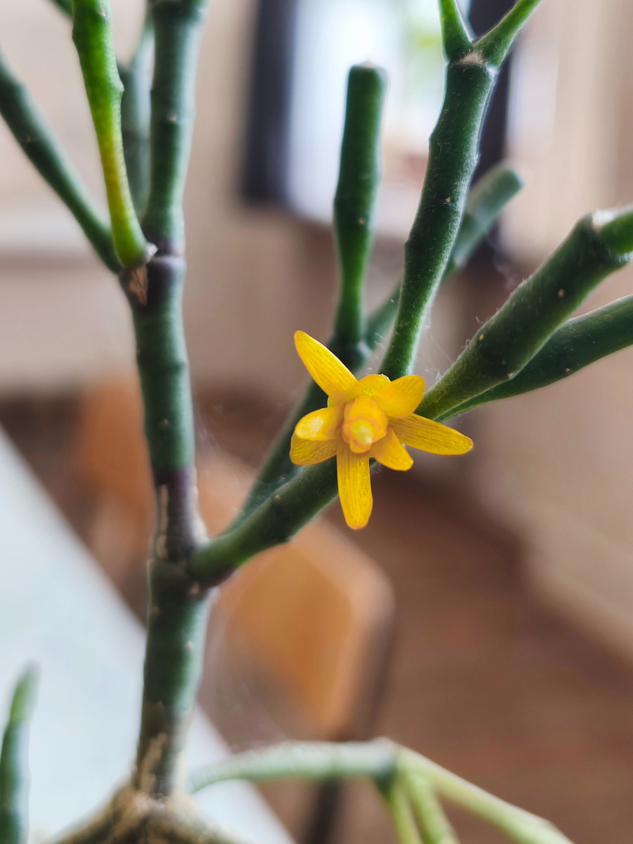 Цветок хатиоры