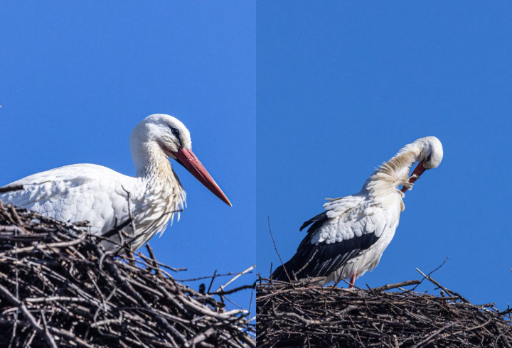 фото: t.me/astrophotoboloto