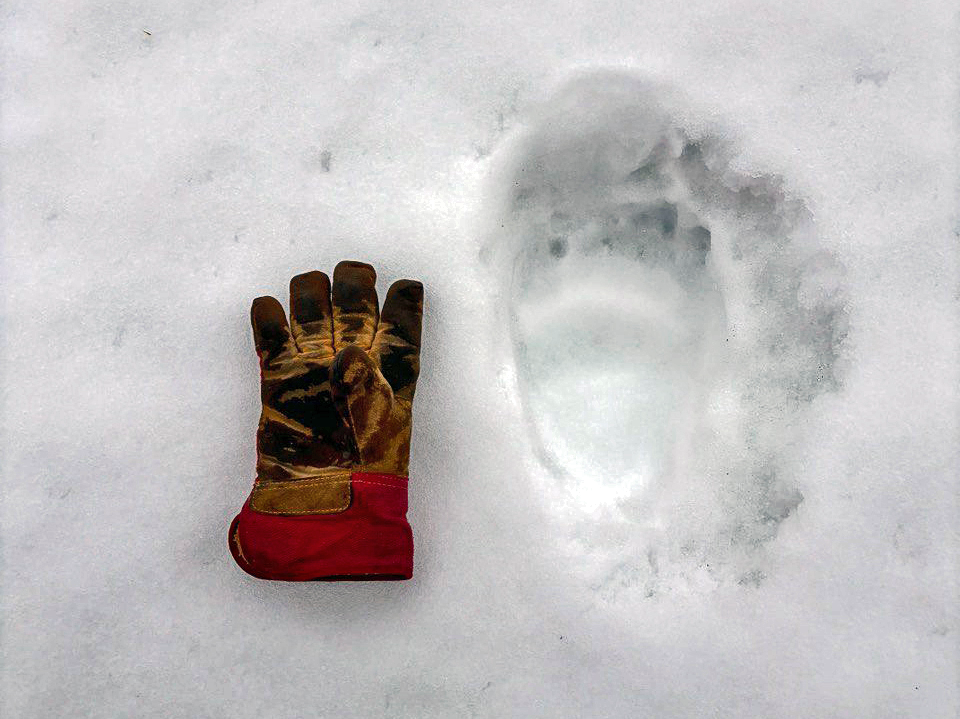 Фото: Илья Аргеев / ФГБУ «Кроноцкий государственный заповедник»