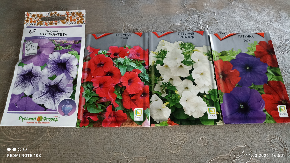 Петунии. Фото автора.