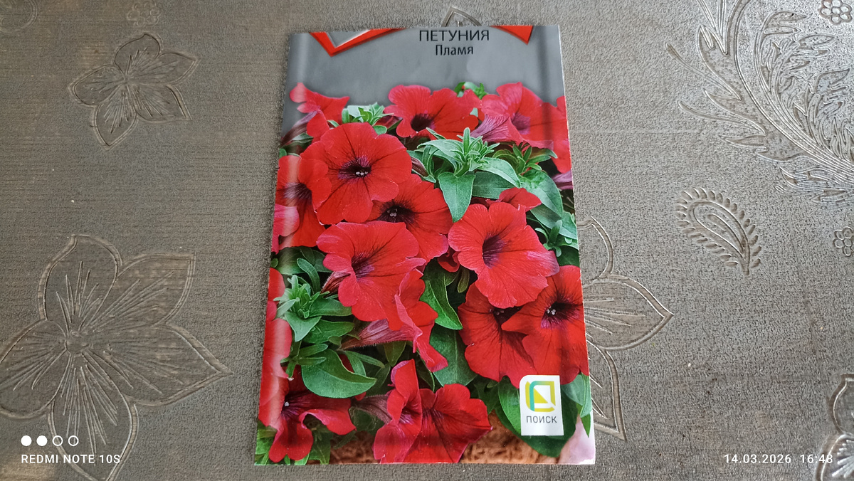 Петуния ,, Пламя. ,, Фото автора.