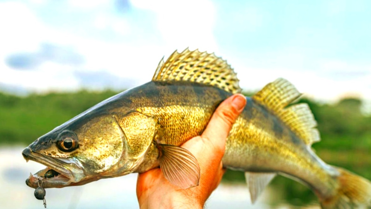 Судак. Измерять будем?