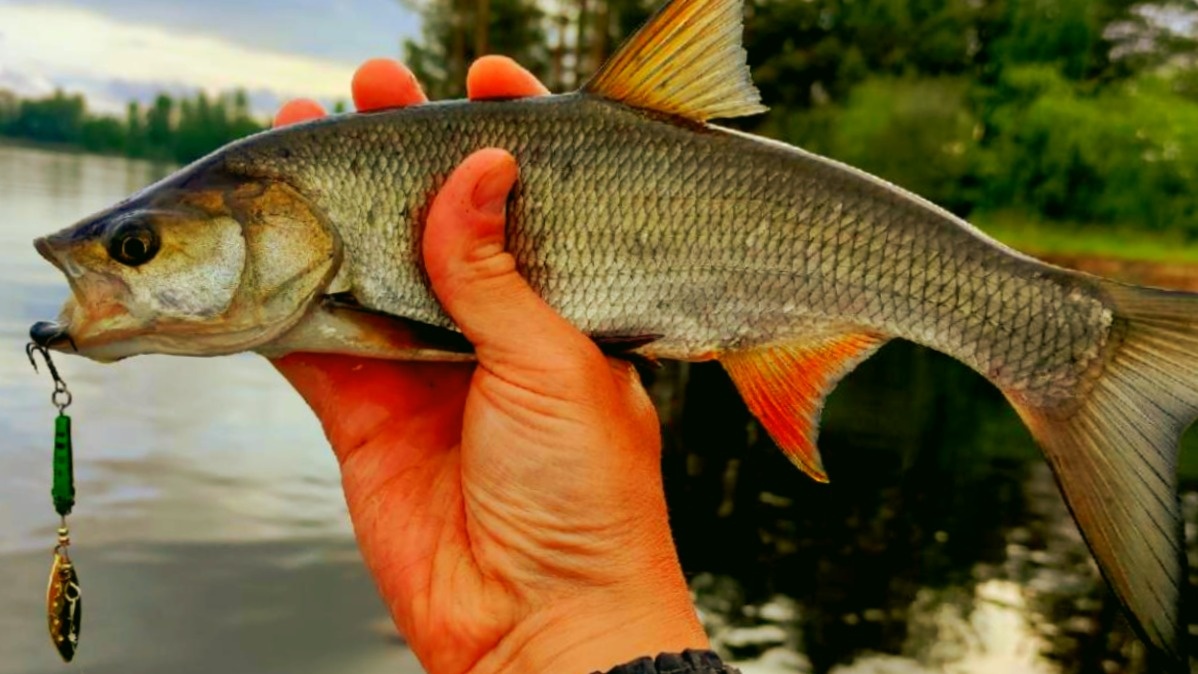 Жерех: его разрешенный размер 43 см и более