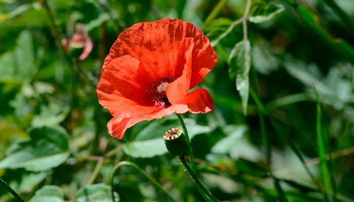 Мак рода Papaver высаживать на дачном участке не стоит. Фото: wikimedia.org
