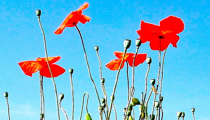 Дачникам нужно проверять, что они покупают и выращивают. Фото: wikimedia.org