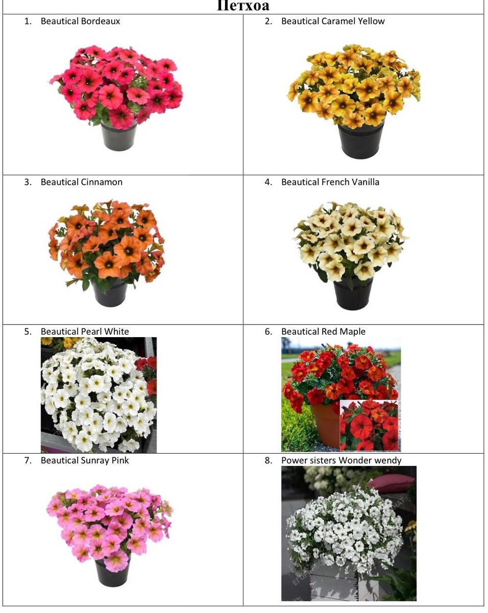 Петхоа ассортимент 2026