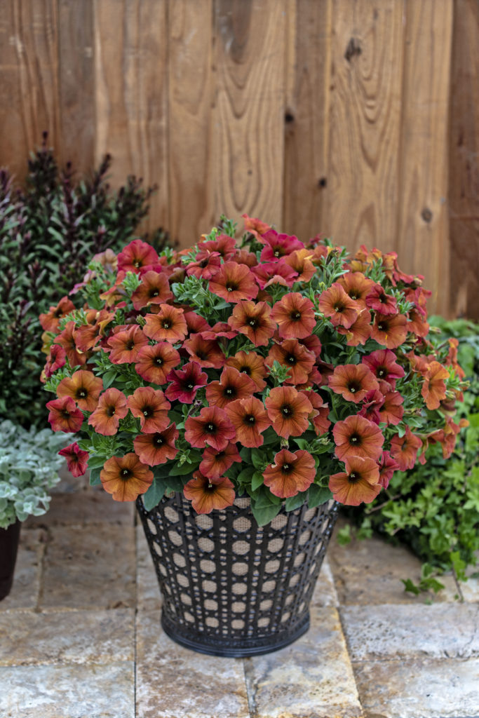 Вкусный цвет Петхоа сорта BEAUTICAL Cinnamon (Корица)