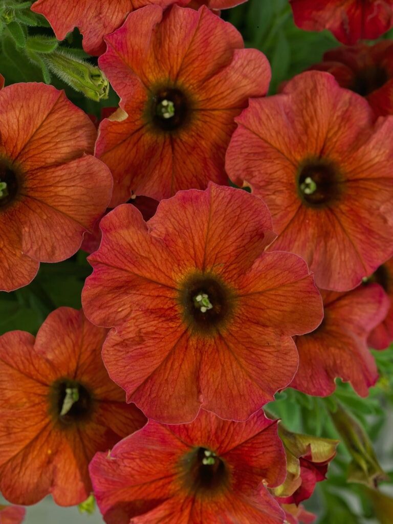 Вкусный цвет Петхоа сорта BEAUTICAL Cinnamon (Корица)