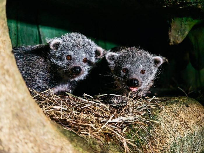 Фото Новосибирского зоопарка.