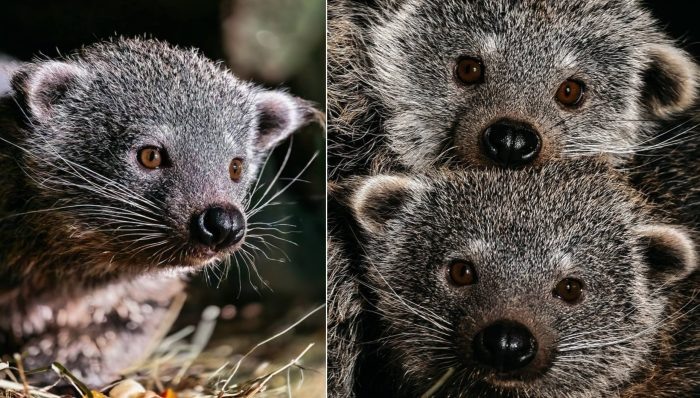Фото Новосибирского зоопарка.