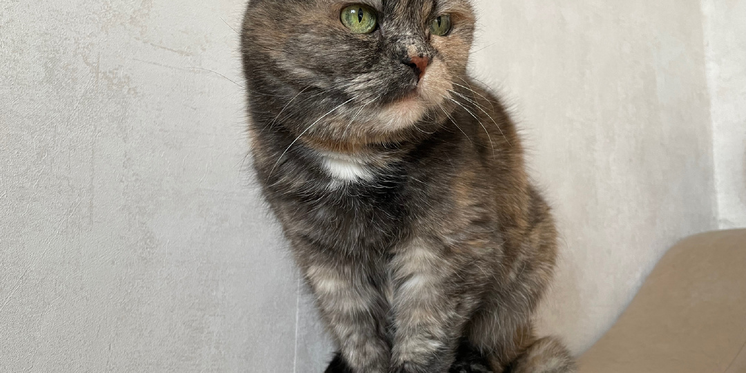 "Что-то вы обе расслабились", подумала кошка и решила это исправить