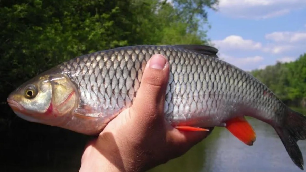 Голавль - желанный трофей на реке