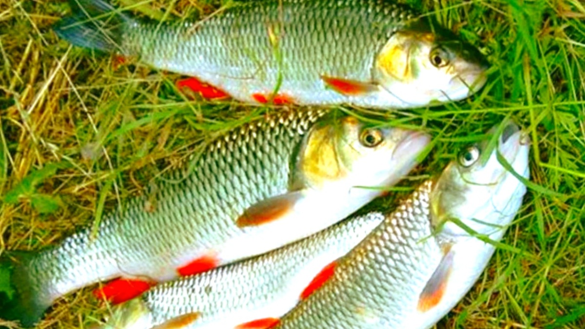 При правильной подаче насадки даже осторожные голавли клюют бойко