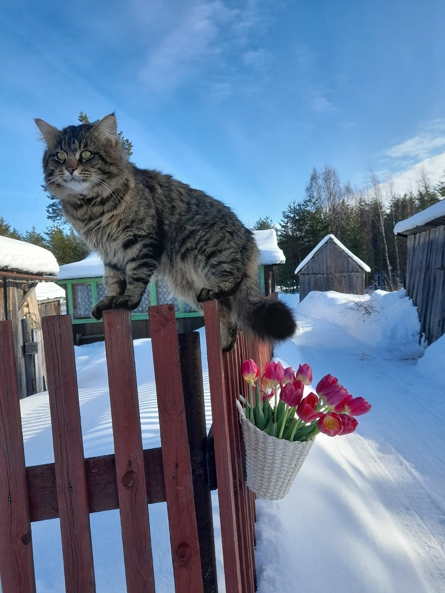 иллюстрация из яндекс картинки.