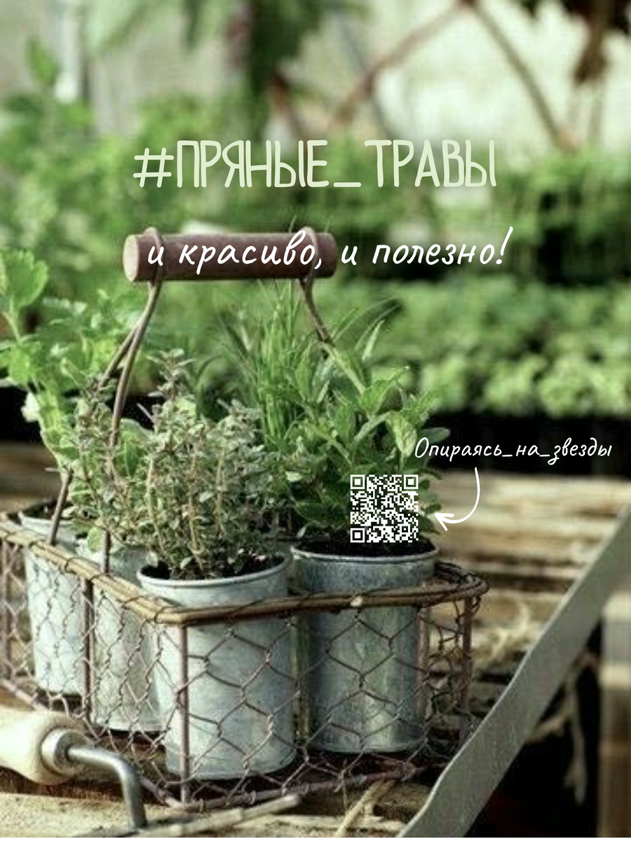 Пряные травы и на грядке и дома - это отличие заботливой хозяйки. Научиться ими пользоваться легко, сможет каждая женщина, потому что в нас зашита эта тайна - умение подбирать травы для любого случая...