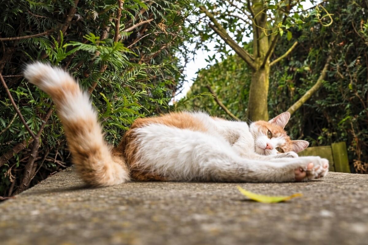 Может ли кошка контролировать свой хвост