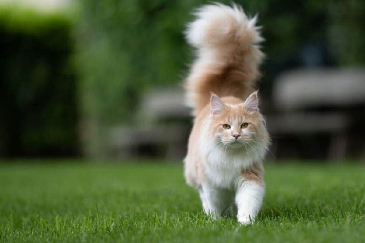 Кошка распушила хвост 