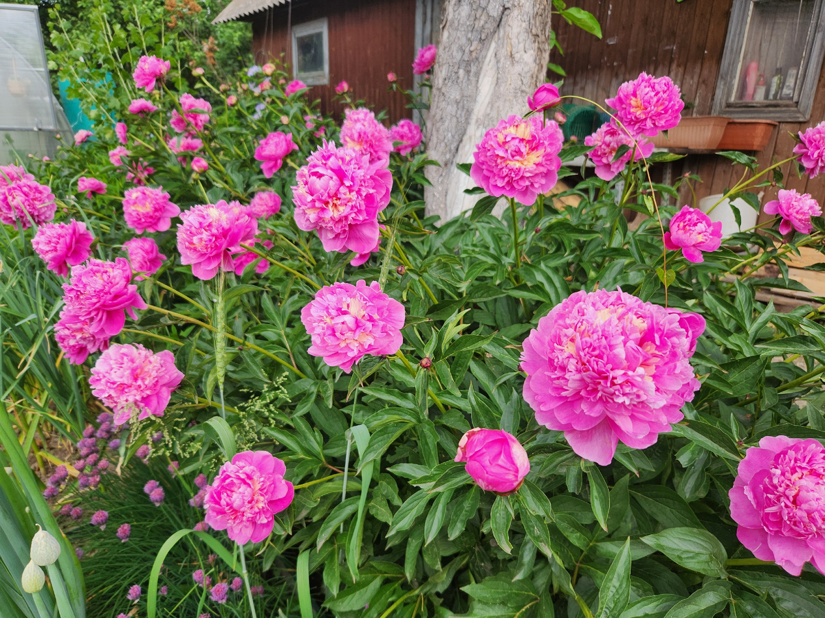 Бабушкины пионы