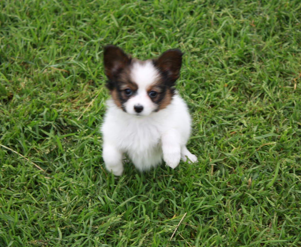 щенок папийона, фото моё