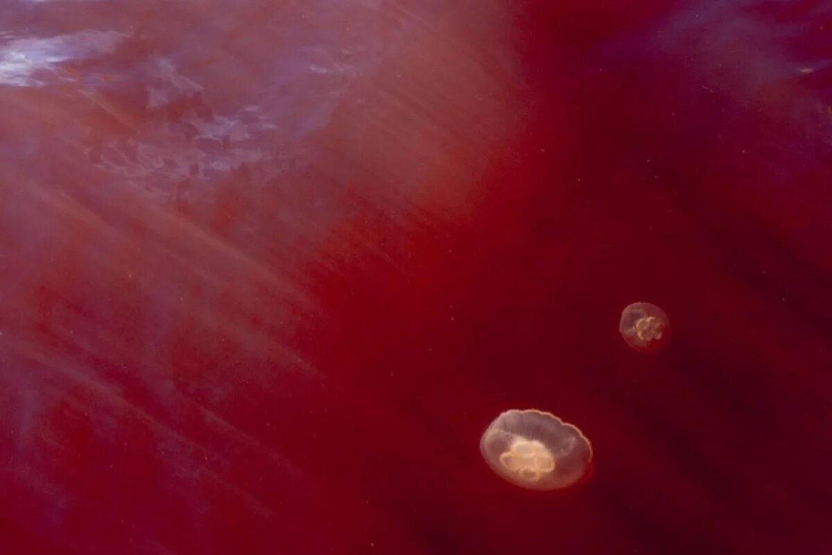    «Красные приливы» и нефтеразливы на Камчатке теперь мониторят со спутников