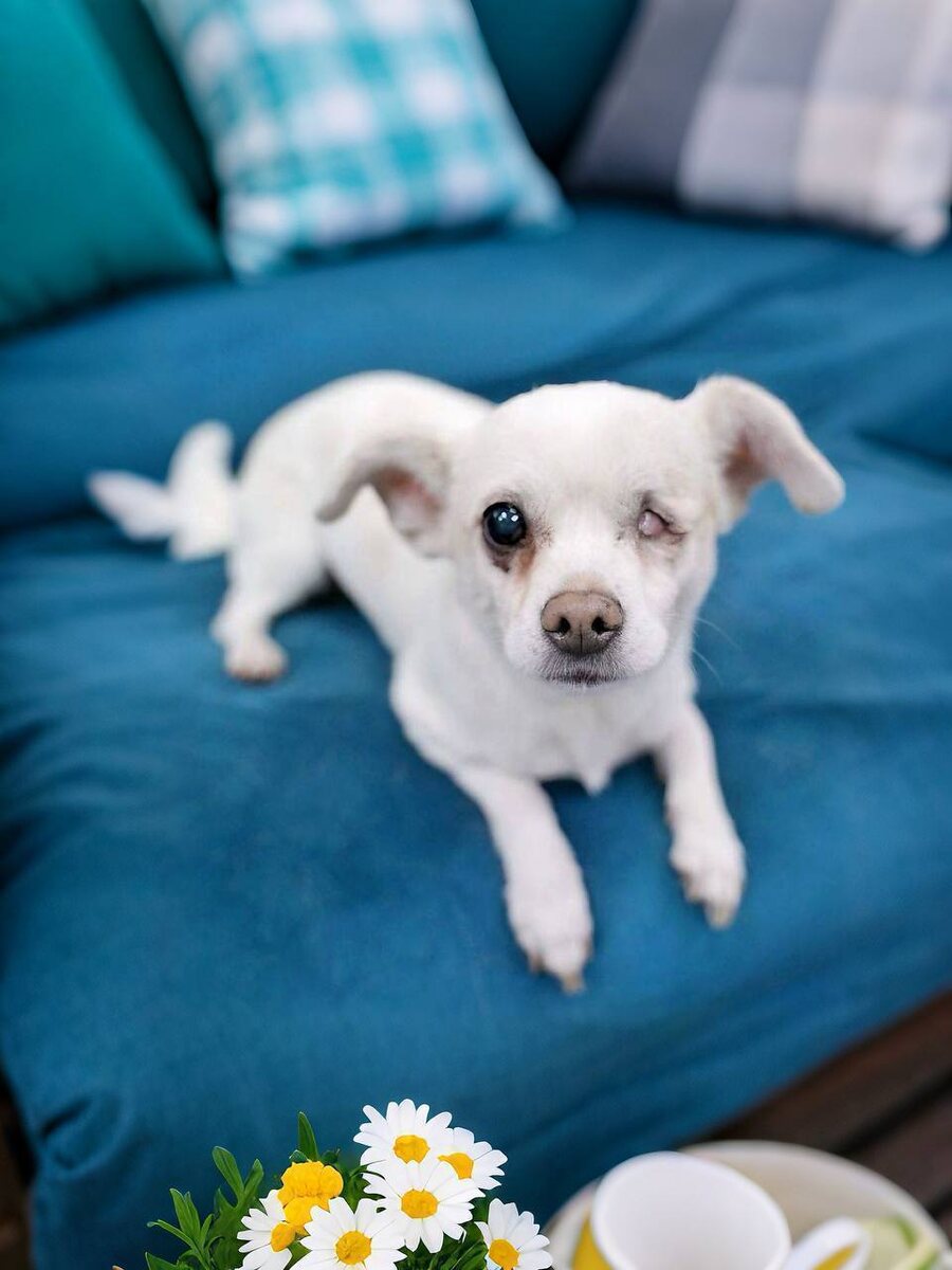 Ищет дом Молли, маленькая собачка из приюта Домик Мелкашей