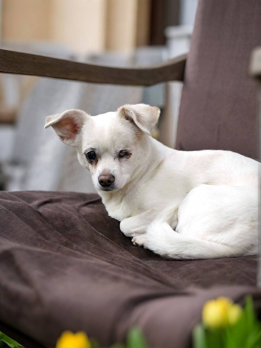 Ищет дом Молли, маленькая собачка из приюта Домик Мелкашей