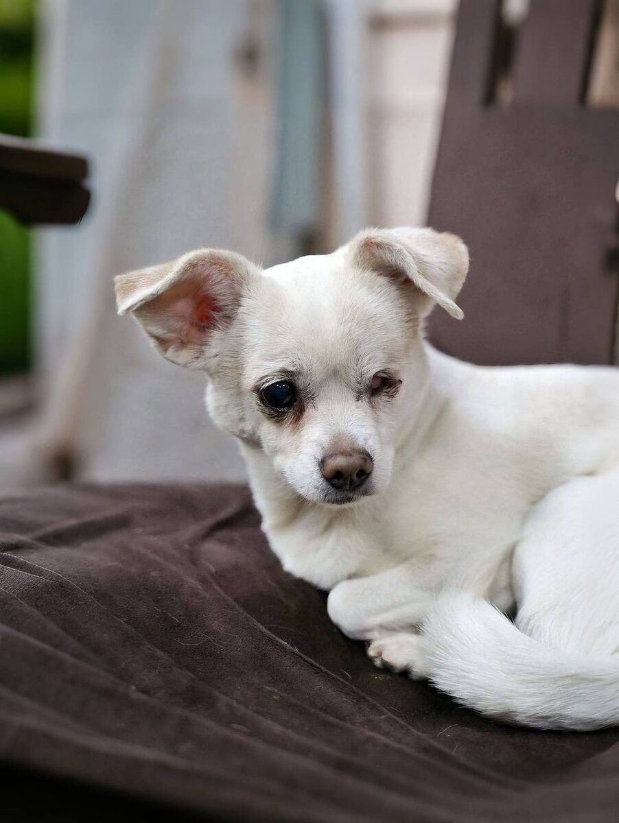 Ищет дом Молли, маленькая собачка из приюта Домик Мелкашей