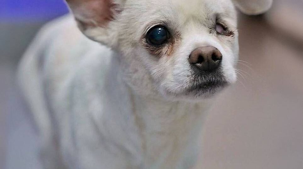 Молли ищет новый дом! Малышку предала хозяйка, но Молли все еще верит в доброту людей 💜