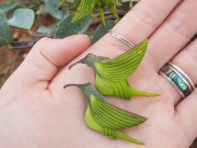 Птицы, растущие на ветках. Удивительная кроталярия