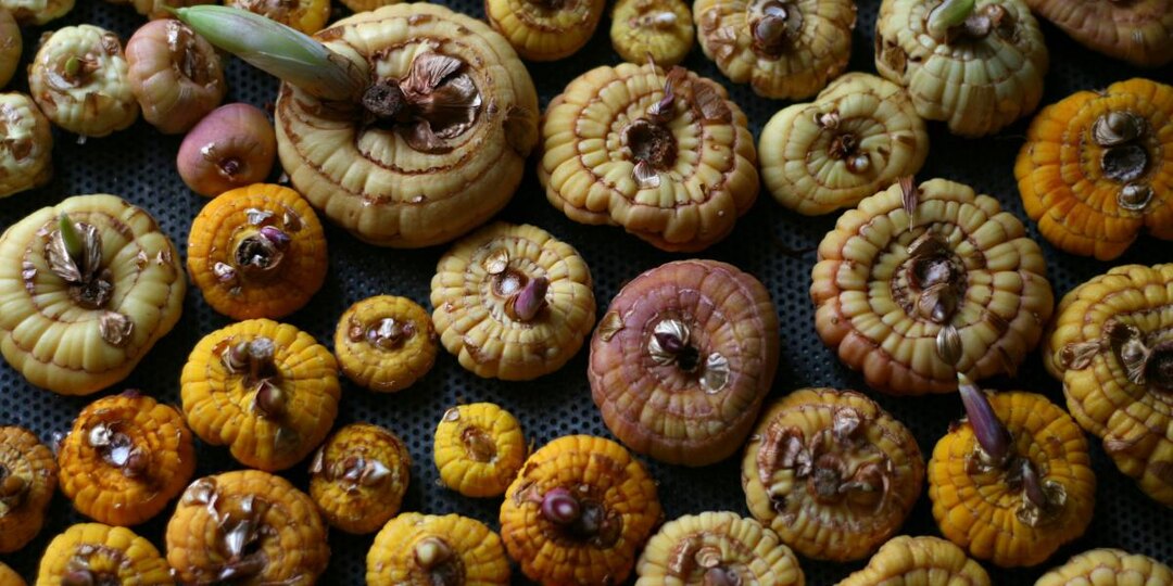 Луковицы гладиолусов, подготовка к посадке весной.