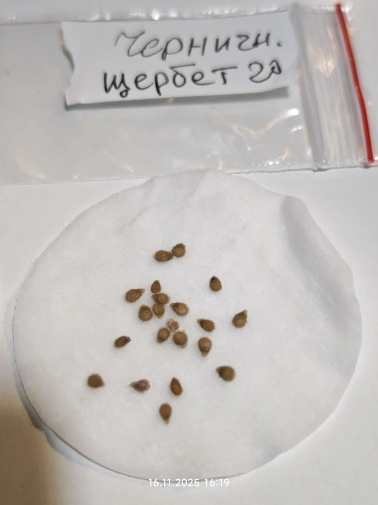 Проращивание во влажных дисках 16 ноября 2025