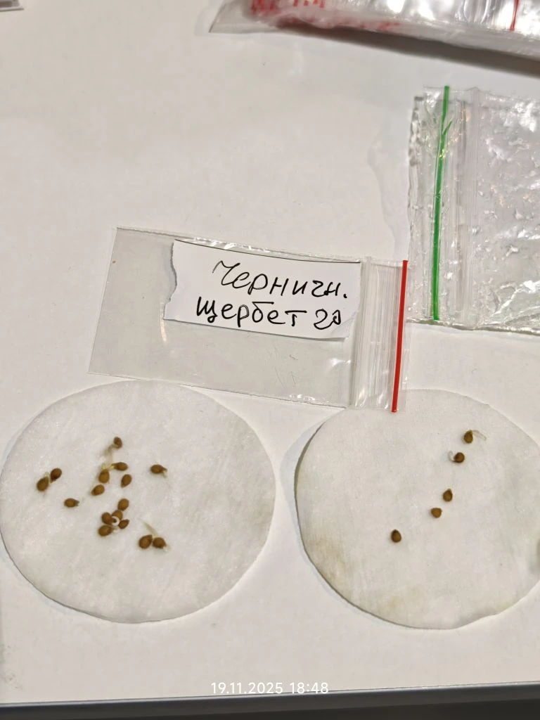 Появились коречшки 19 ноября 2025