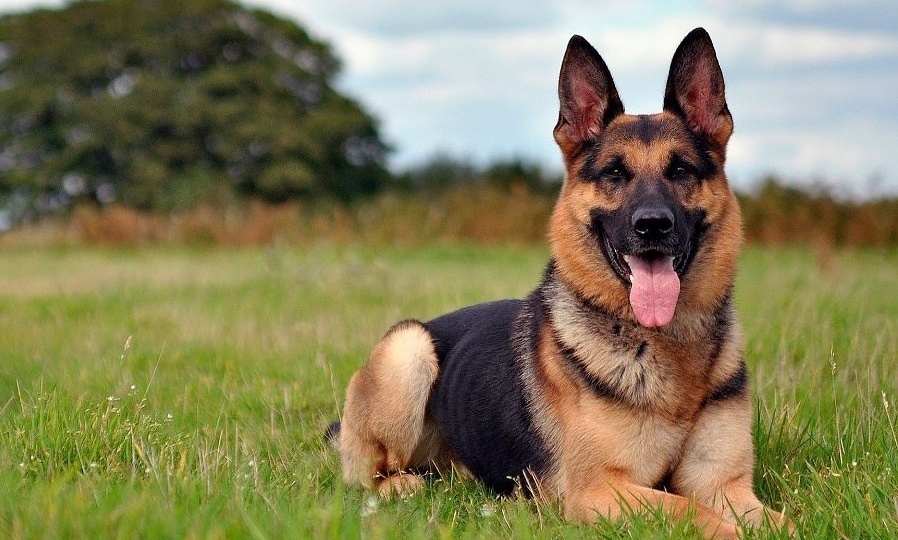 Немецкая овчарка: стальной дух и верность века