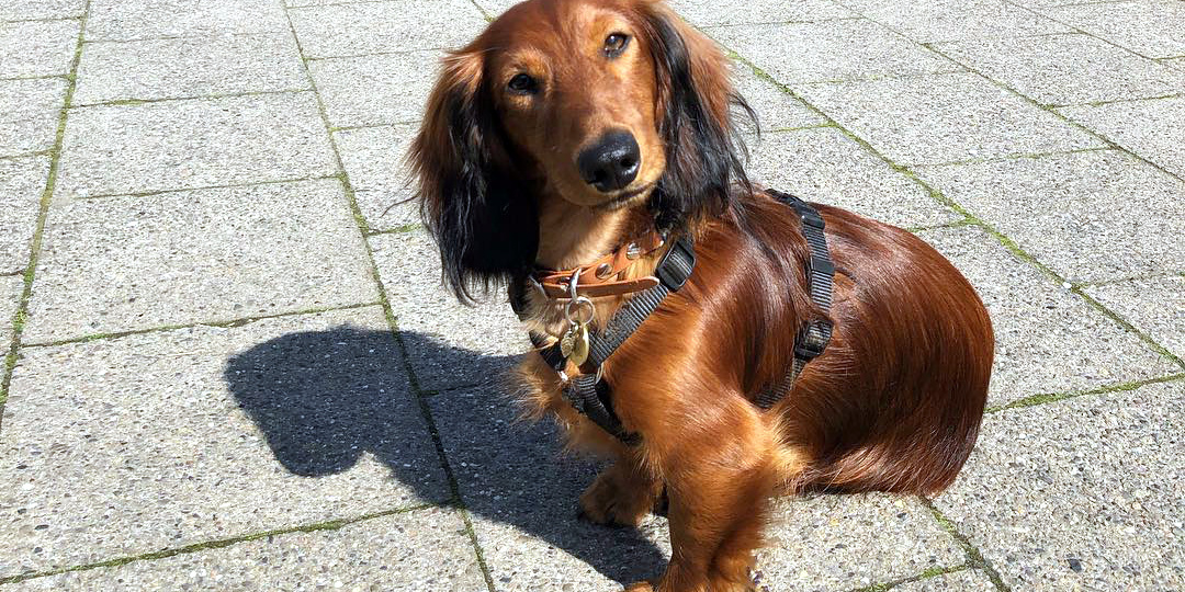 Такса: миниатюрный рыцарь света и тени