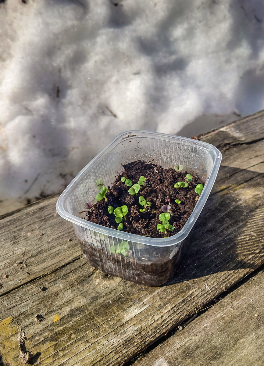 Базилик взошёл