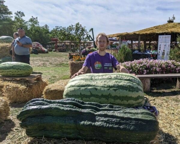 Чемпион России по агроспорту Максим Лебедев (ник на FORUMHOUSE MaxLL) рассказал подписчикам FORUMHOUSE, как вырастить в Подмосковье крупные