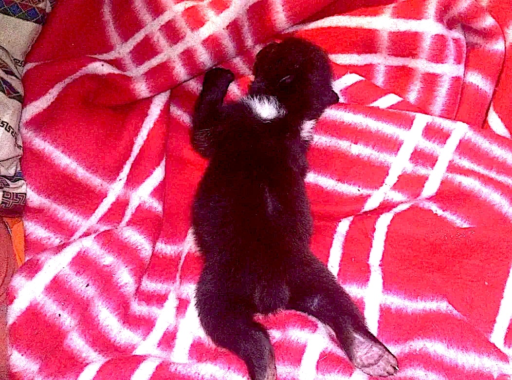    Карантинный центр «Велес»