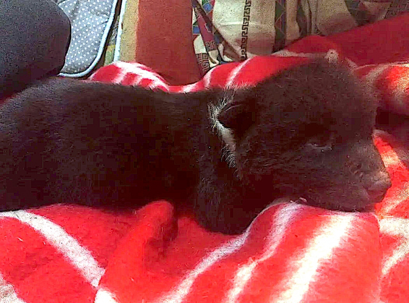    Подброшенный в центр помощи медвежонок из Карелии набирает весКарантинный центр «Велес»