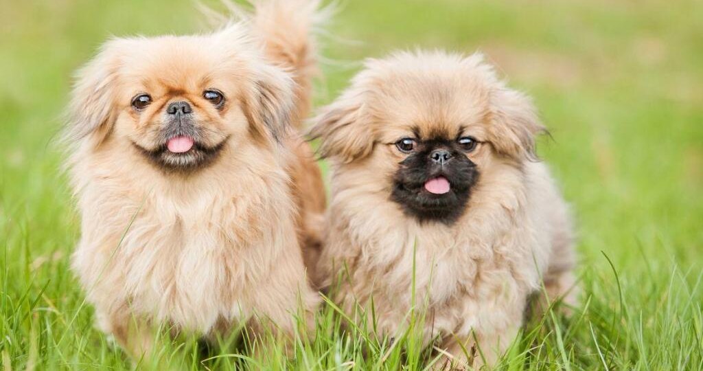 Пекинес: хранитель древней тайны, что смотрит сквозь века