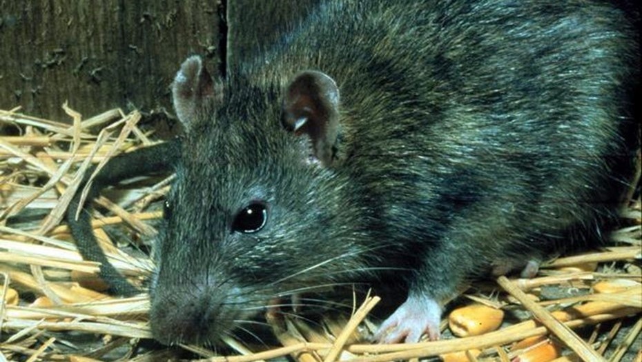    Город Тампере в Финляндии переживает нашествие крыс. Автор фото: Архив "ДП"