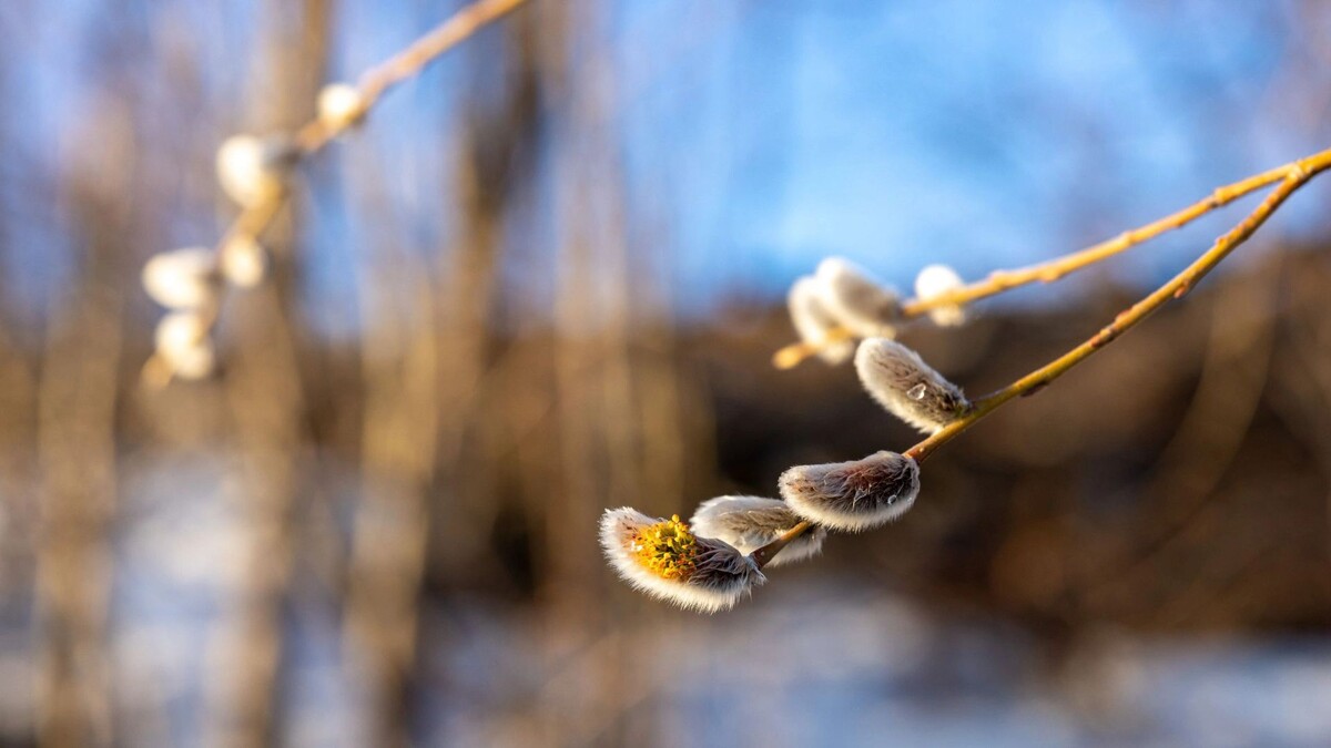    Фото: Федор Воронов/«Ямал-Медиа»