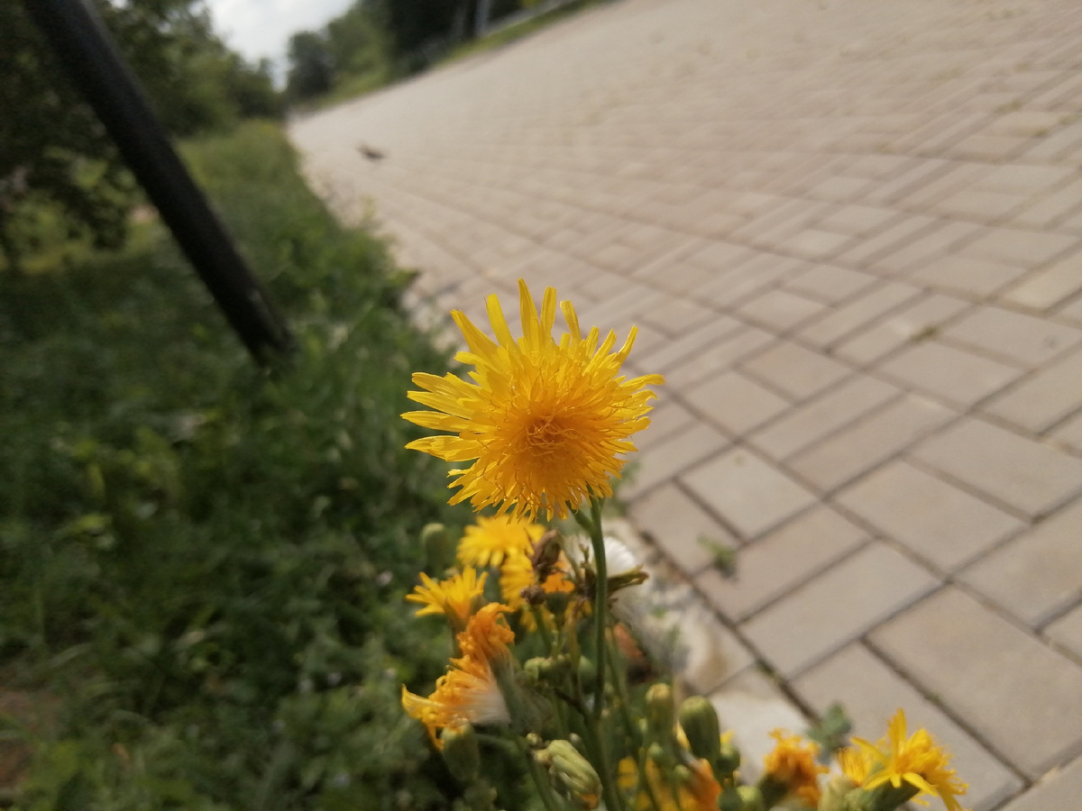 Одна из тропинок детства, правда уже с плиткой, выложенной относительно недавно