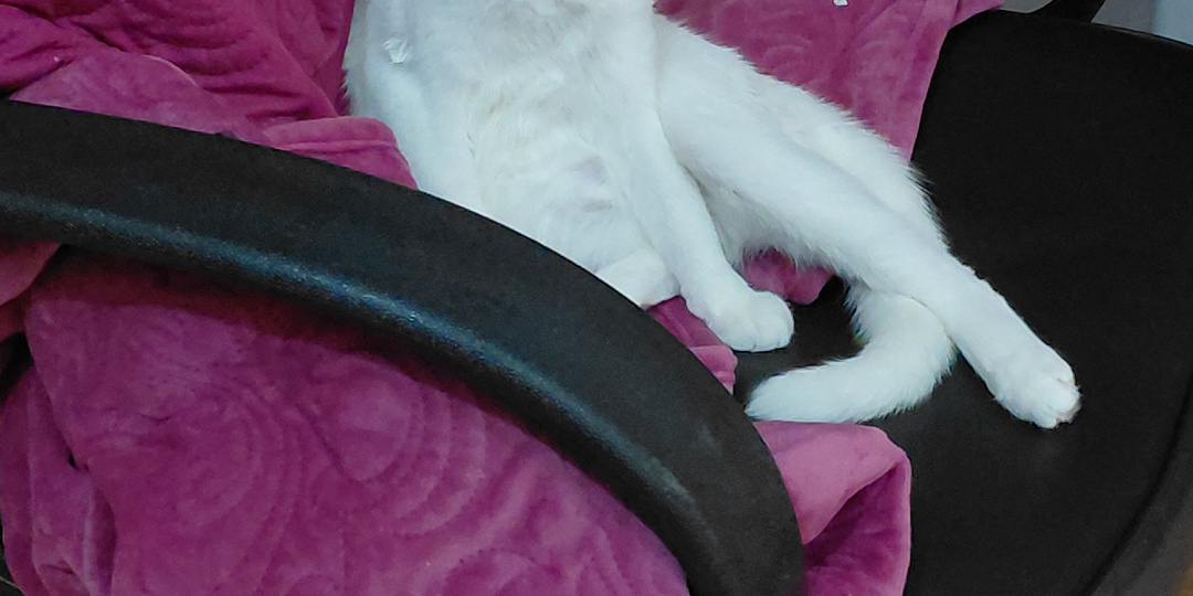 Весеннее обострение: как меняется поведение домашних котов с приходом весны