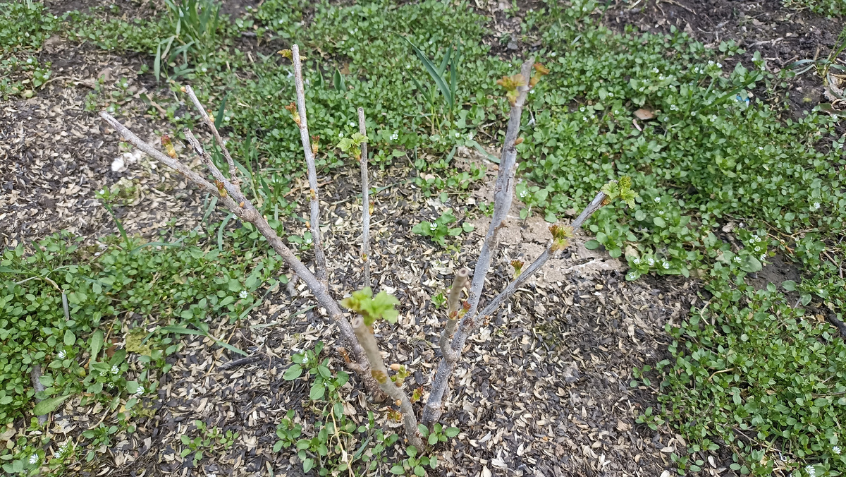 Смородина после осенней пересадки