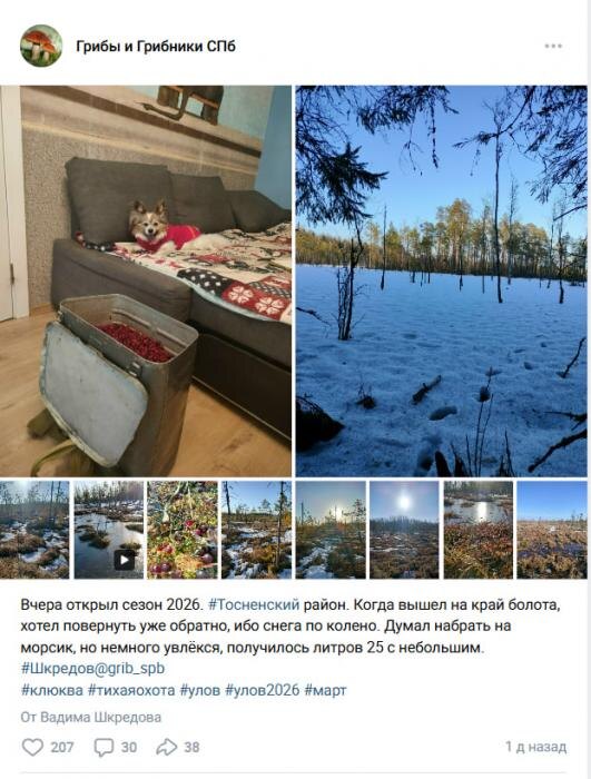 Ягодный сезон в Ленобласти
Фото: скриншоты записей в группе