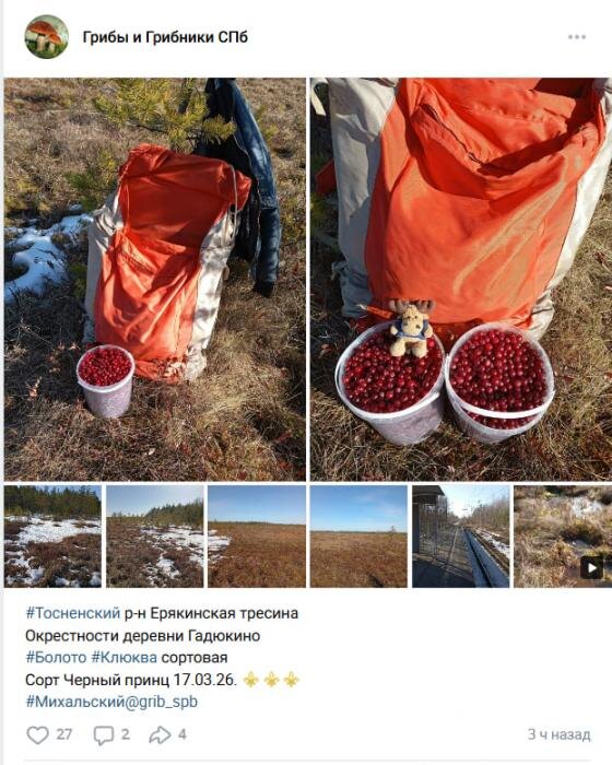 Ягодный сезон в Ленобласти
Фото: скриншоты записей в группе