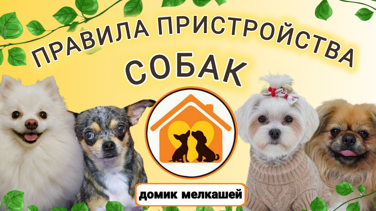 Домик Мелкашей - приют для маленьких собак