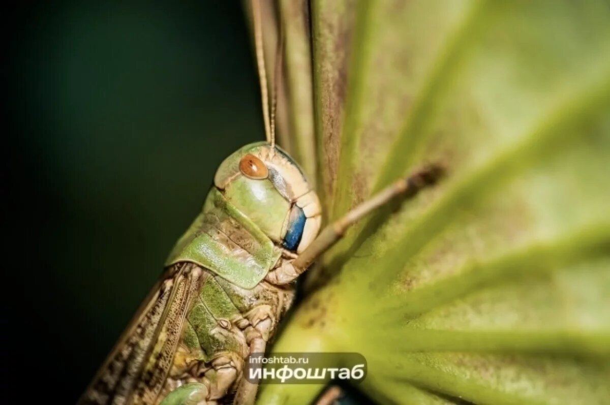    «Не повторим 2025».